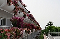 Kanary_2010 009